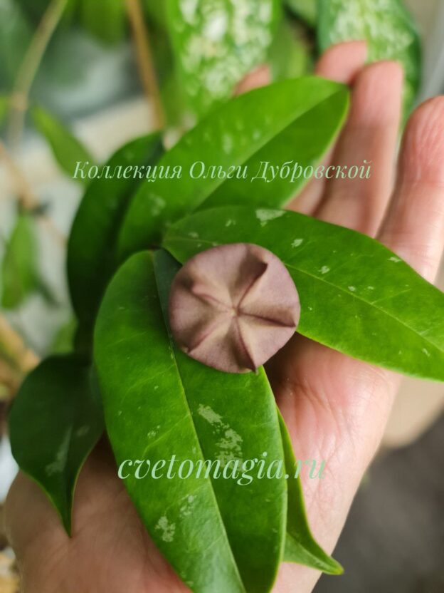 Hoya sp. kalimantan