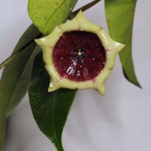 Hoya sp. kalimantan ( SLM02 ) Red wallichii A