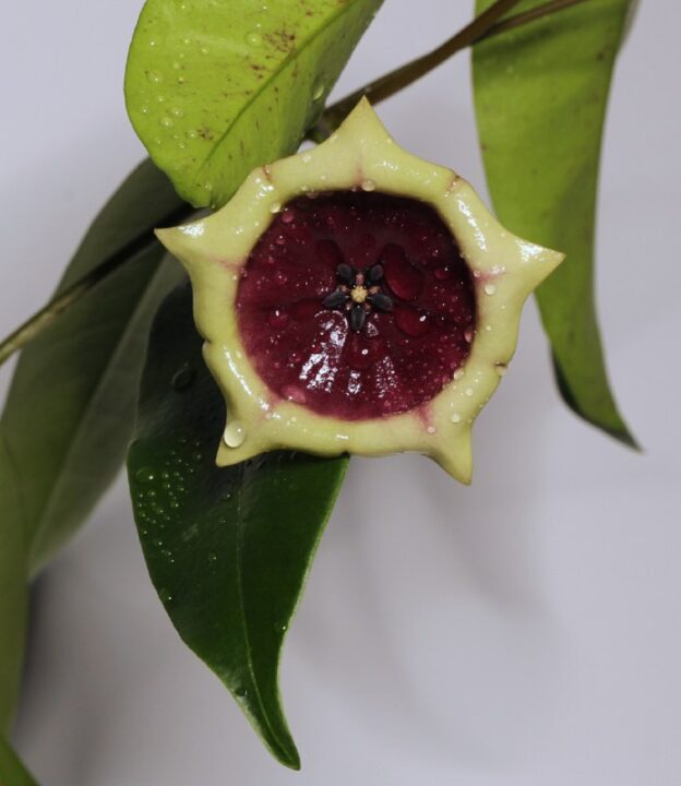 Hoya sp. kalimantan ( SLM02 ) Red wallichii A