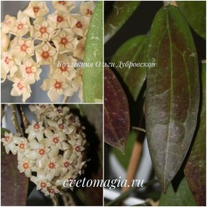 Hoya sp.Teneba