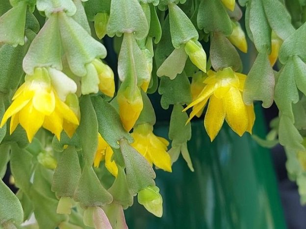 Schlumbergera lutea Casa 1000 clone