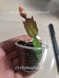 schlumbergera 