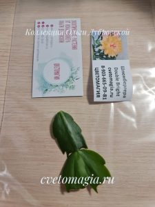 schlumbergera визитка