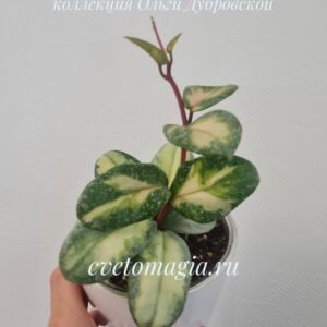 Hoya Carnosa Argentea Princess variegated