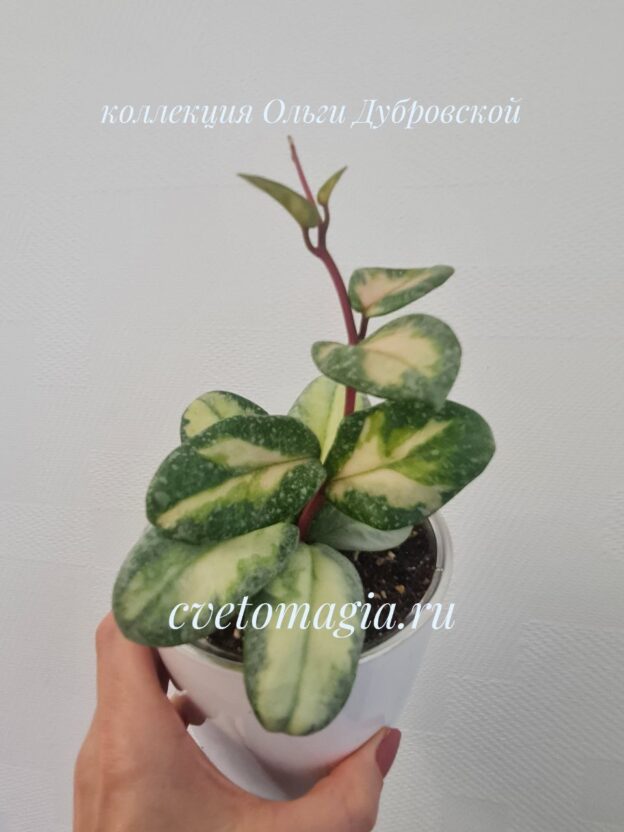 Hoya Carnosa Argentea Princess variegated