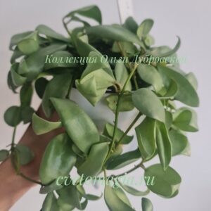 Hoya lacunosa Louisa silver