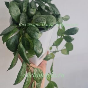 Hoya lacunosa Moon shain