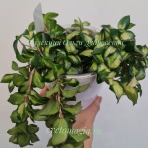 lacunosa tricolor bruno