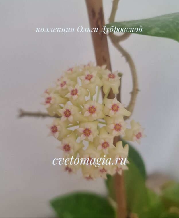 Hoya parasitica (хойя паразитика) — изображение 2