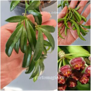 Hoya sp. Zambales PG04