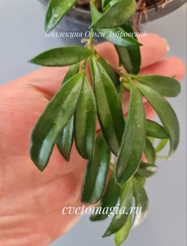 Hoya sp. Zambales PG04
