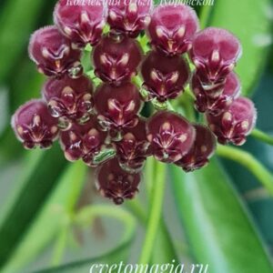 Hoya wayetii