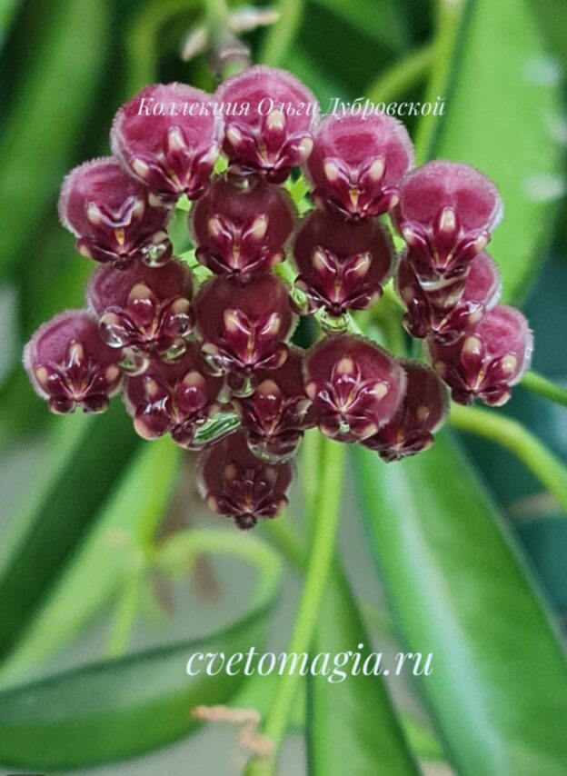 Hoya wayetii