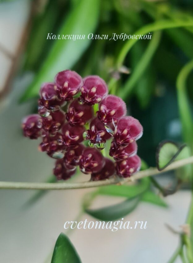 Hoya wayetii