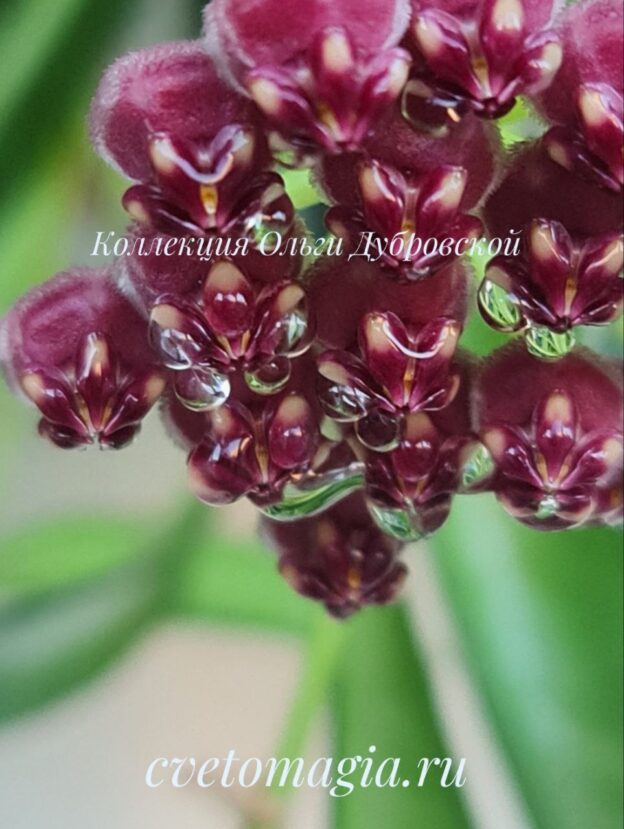 Hoya wayetii