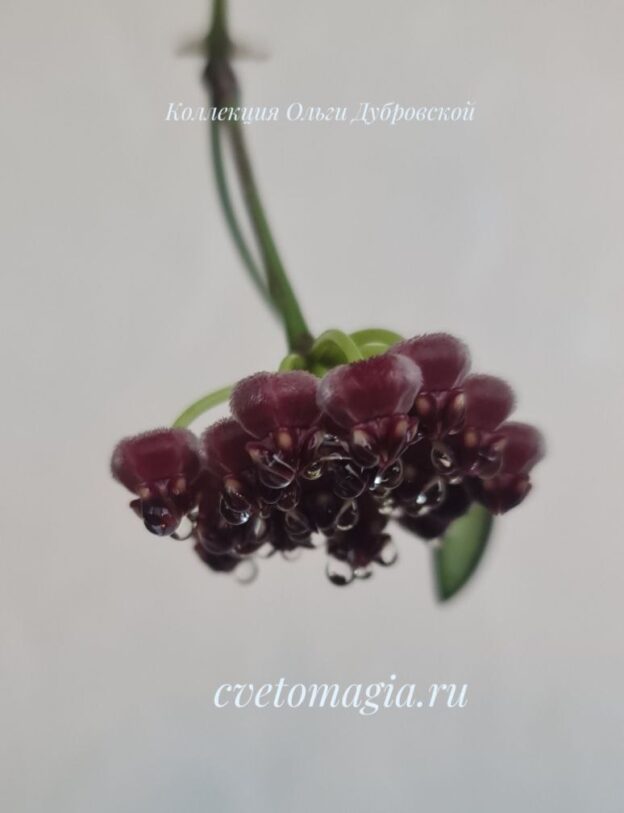 Hoya wayetii