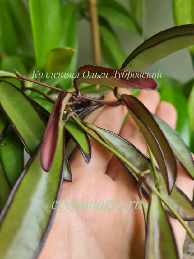 Hoya wayetii