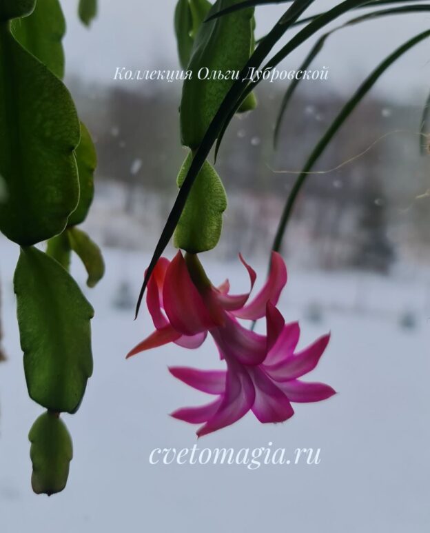 Шлюмбергера buckleyi (бакли) - 2 розово-алая — изображение 3