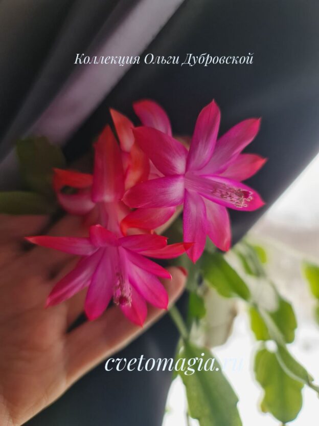 Шлюмбергера buckleyi (бакли) - 2 розово-алая — изображение 4