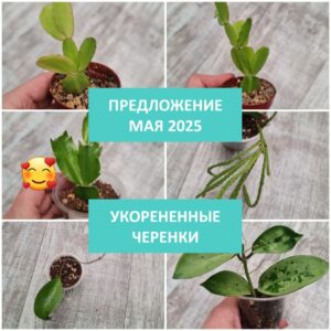 Укорененные черенки май 2025