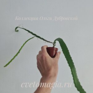 Молодое растение Эпифиллум Ангулигер (Epiphyllum Anguliger)