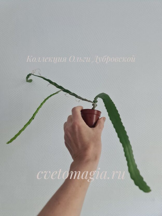 Молодое растение Эпифиллум Ангулигер (Epiphyllum Anguliger)