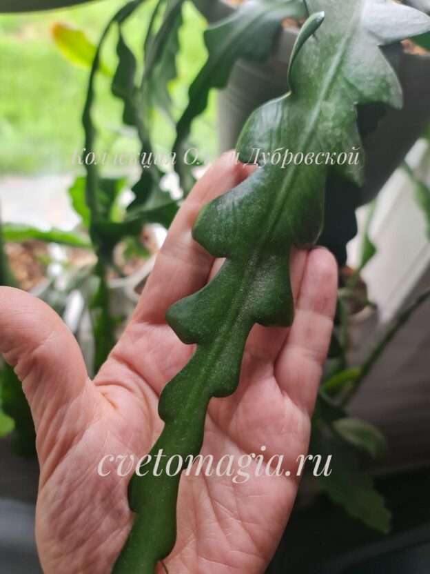 Epiphyllum Anguliger