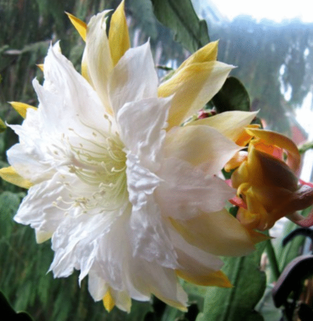 Epiphyllum Bens Laura