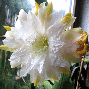 Epiphyllum Bens Laura