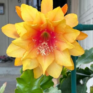 Epiphyllum Clarity's Abraxas (эпифиллум кларити абрахас)
