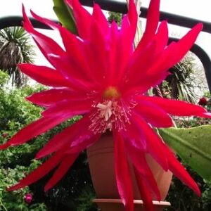 Epiphyllum Dragon Heart