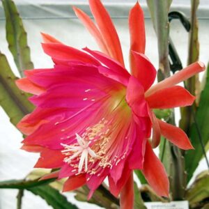 Epiphyllum Elsie Harrison