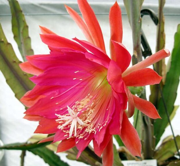 Epiphyllum Elsie Harrison