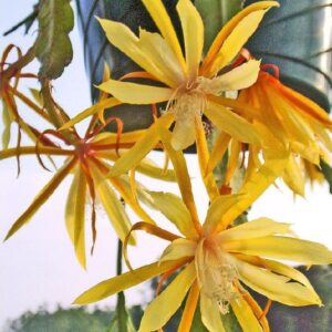 Epiphyllum Fruhling Gold