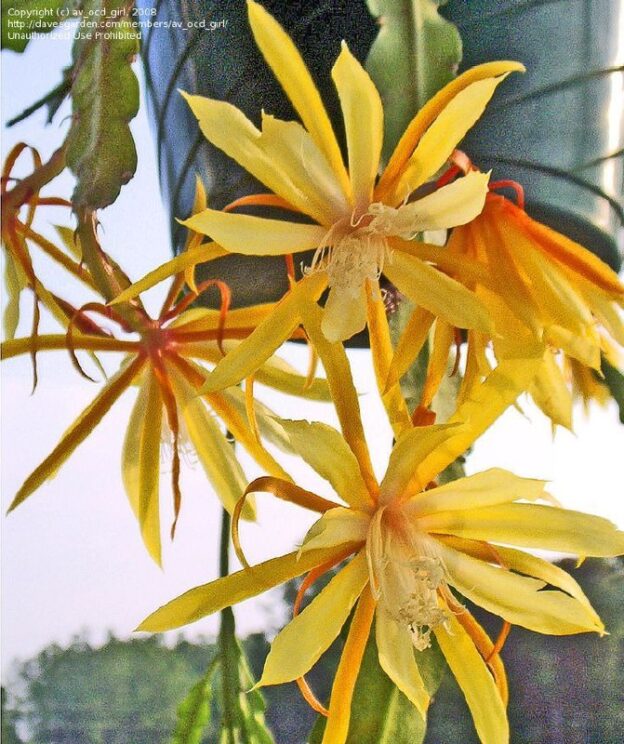 Epiphyllum Fruhling Gold