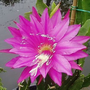 Epiphyllum Jackie Jefferson