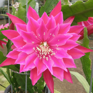 Epiphyllum Kiwi Crowt Pleaser