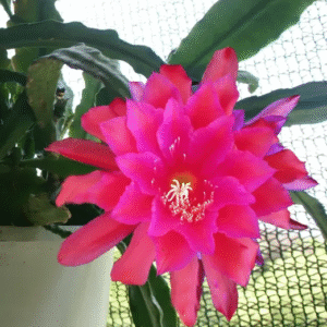 Epiphyllum Kiwi Dress Rehersal