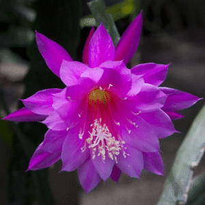 Epiphyllum Lilliput
