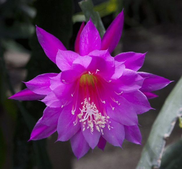 Epiphyllum Lilliput
