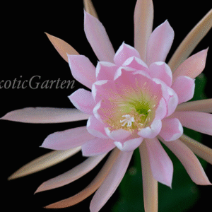 Epiphyllum Lotos Kwin