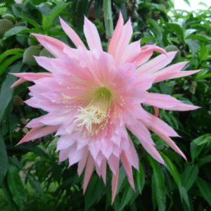 Epiphyllum Pink Plumes