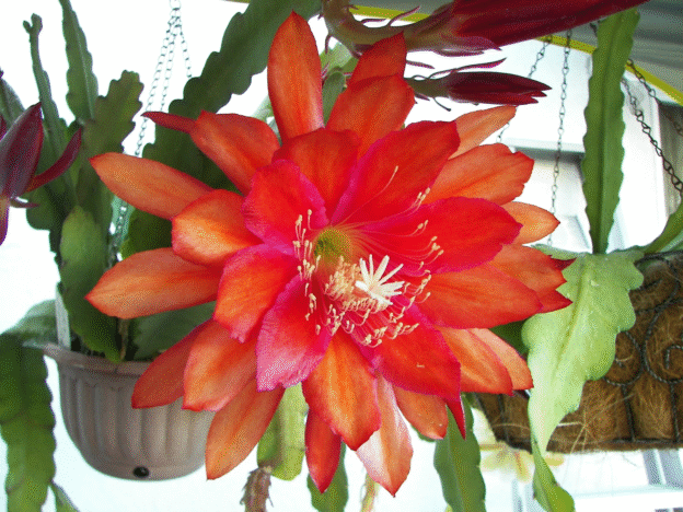 Epiphyllum Three Oranges