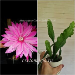 Epiphyllum Venatian Affair