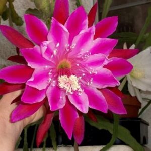 Epiphyllum Vern Hettinger