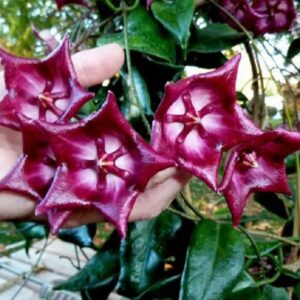 Hoya cv. Kaimuki (хойя каймуки)