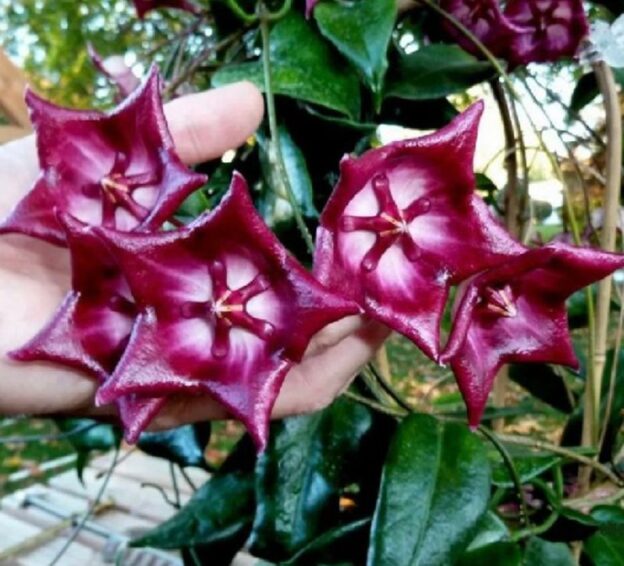 Hoya cv. Kaimuki (хойя каймуки)