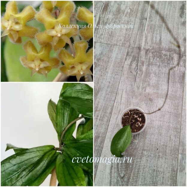 Укорененный черенок Hoya erythrina (хойя эритрина)