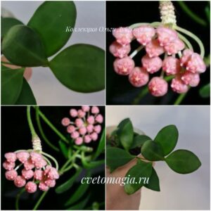 Hoya ruscifolia