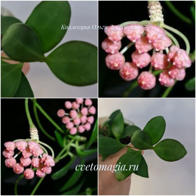 Hoya ruscifolia